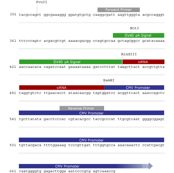 pSilencer 4.1-CMV neo载体多克隆位点 点击看大图 pSilencer 4.1-CMV puro多克隆位点